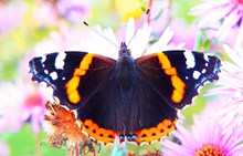 唯美彩色蝴蝶图高清图片