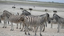 纳米比亚斑马群高清图片