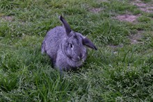 灰兔子吃草高清图片