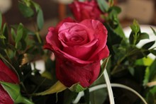 浪漫红色玫瑰花朵图片大全