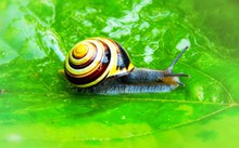 绿叶上的小蜗牛图片下载