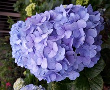 淡紫色绣球花团图片下载