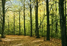 深秋森林树木景观图片大全