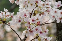 日本樱花摄影高清图片