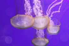 海洋水母高清高清图