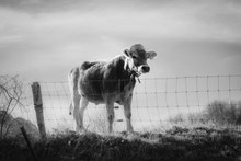 牧场小牛黑白图片素材