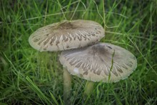 食用真菌蘑菇高清图片