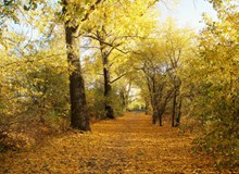 秋天树林落叶景观图片大全