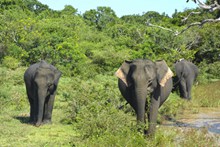 丛林大象群图片