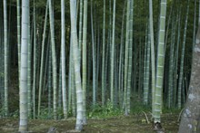 绿色竹子林精美图片