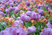 紫色郁金香花海摄影图片下载