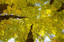 秋天树木黄叶鸟瞰高清图