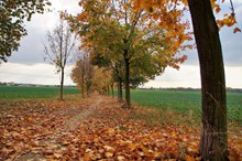 秋天树木落叶景观图图片大全