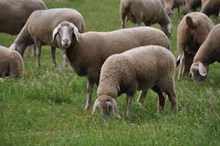 草地羊群吃草高清图