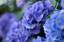 蓝色绣球花摄影高清图片