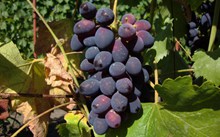 秋季成熟葡萄图片素材