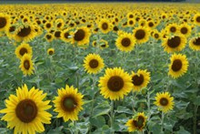 黄色向阳花花朵图片素材