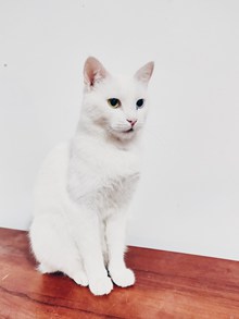 纯白色猫咪高清图