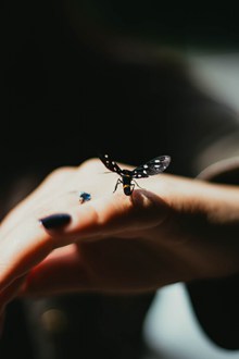 指尖的蝴蝶意境高清图