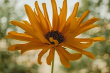一朵黄色菊花精美图片