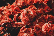 鲜红玫瑰高清大图高清图