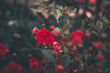 红玫瑰鲜花唯美高清图片