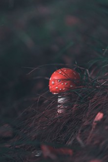 有毒红色蘑菇图片素材