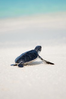 沙滩上的小海龟图片素材