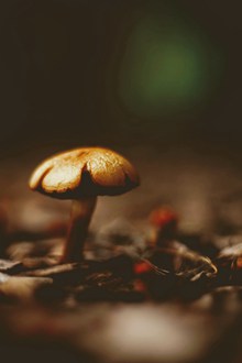 非主流野生蘑菇高清图片