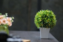 桌面小盆栽植物高清图片