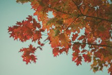 秋天红色树叶高清图片