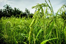 稻田绿色谷物图片素材