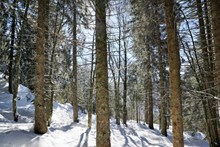 森林树木积雪精美图片