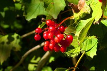 秋季野生红浆果精美图片