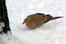 雪地上的小鸟图片大全