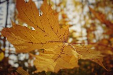 秋季黄叶摄影高清图