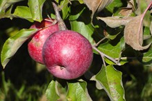 成熟新鲜红苹果图片素材