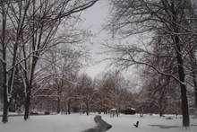 冬天树木积雪景观图片大全