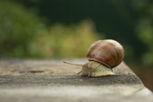 爬行蜗牛摄影精美图片