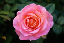 粉红色玫瑰花朵图片素材