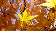 秋季黄色枫叶摄影高清图片