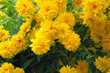 黄色菊花绽放高清图