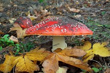 秋季地面毒蘑菇高清图