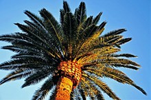 棕榈树近景图片素材