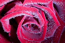 鲜红玫瑰花朵近景图片下载