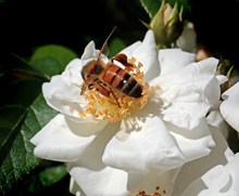 白玫瑰蜜蜂图片下载