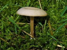 小朵白蘑菇高清图
