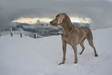 雪地里的小狗高清图片