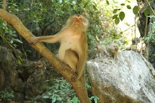 森林可爱猴子精美图片