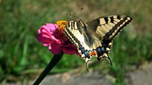 菊花上的燕尾蝶图片大全